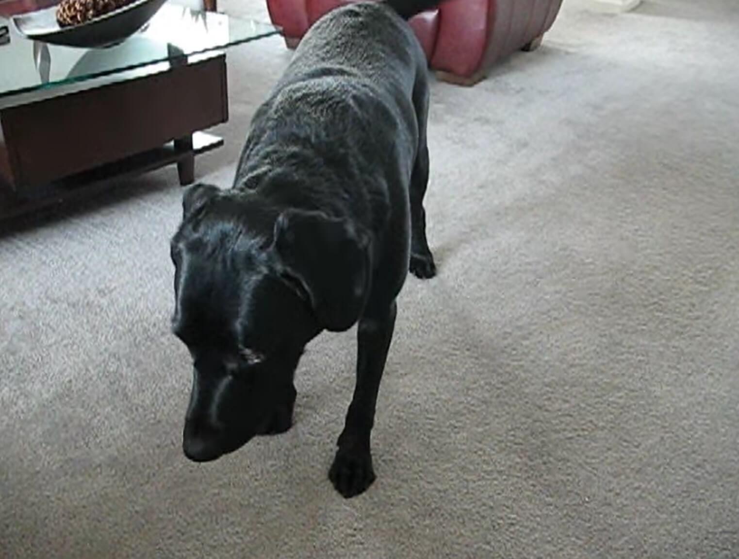 ラブラドールレトリーバー,動画