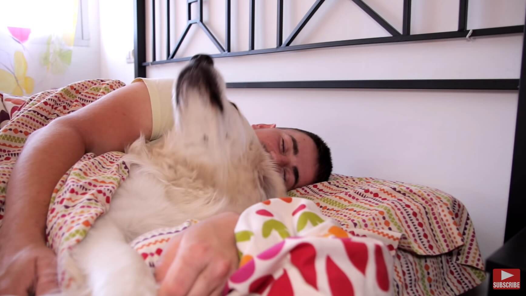 ゴールデンレトリーバー,動画