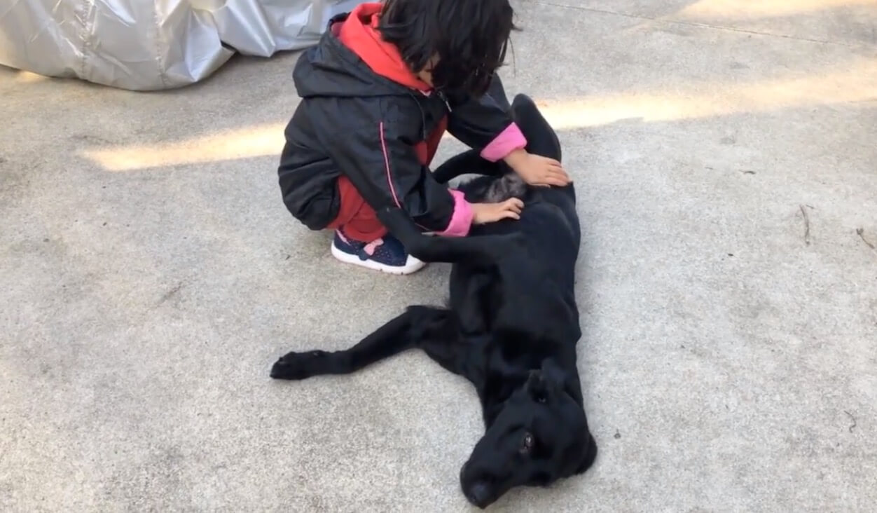 ラブラドールレトリーバー,動画