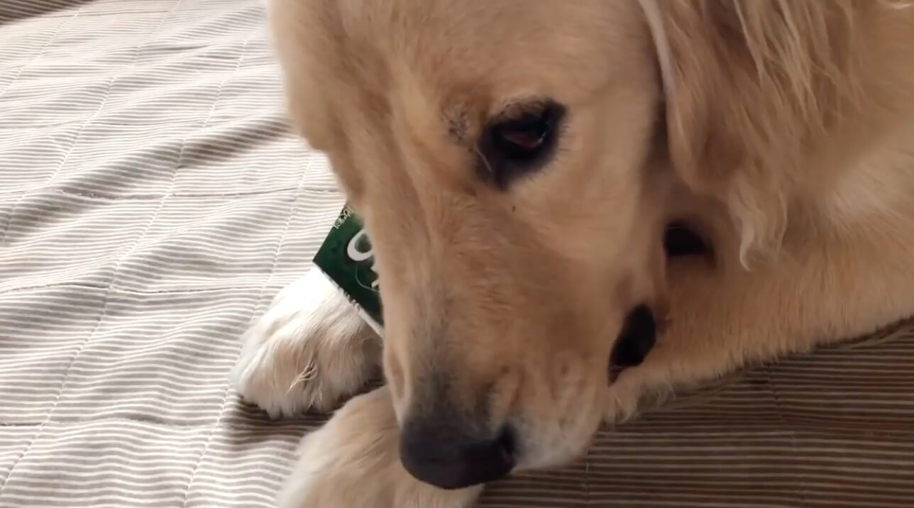 ゴールデンレトリーバー,動画