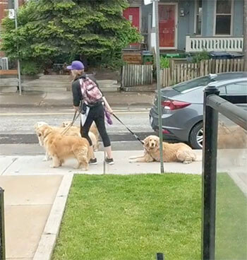 ゴールデンレトリーバー,動画