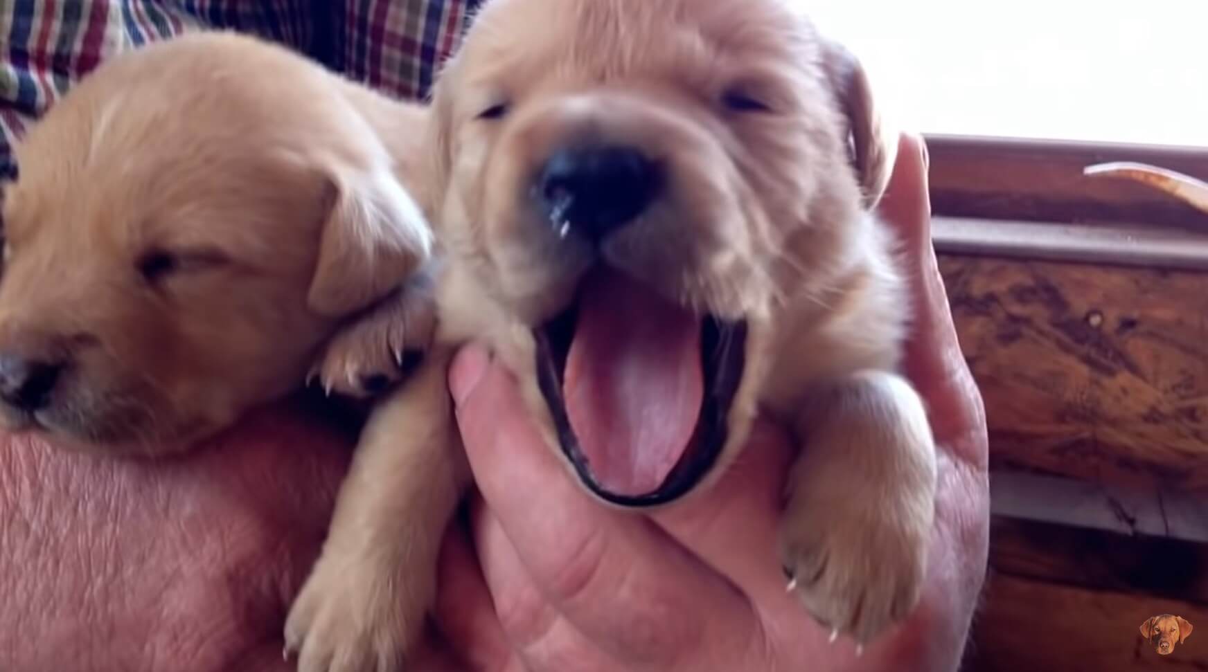 ラブラドールレトリーバー,動画