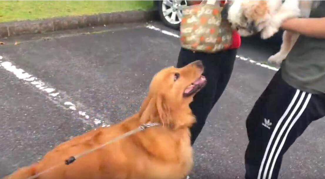 ゴールデンレトリーバー,動画