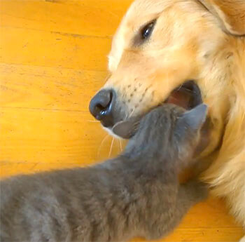 ゴールデンレトリーバー,動画