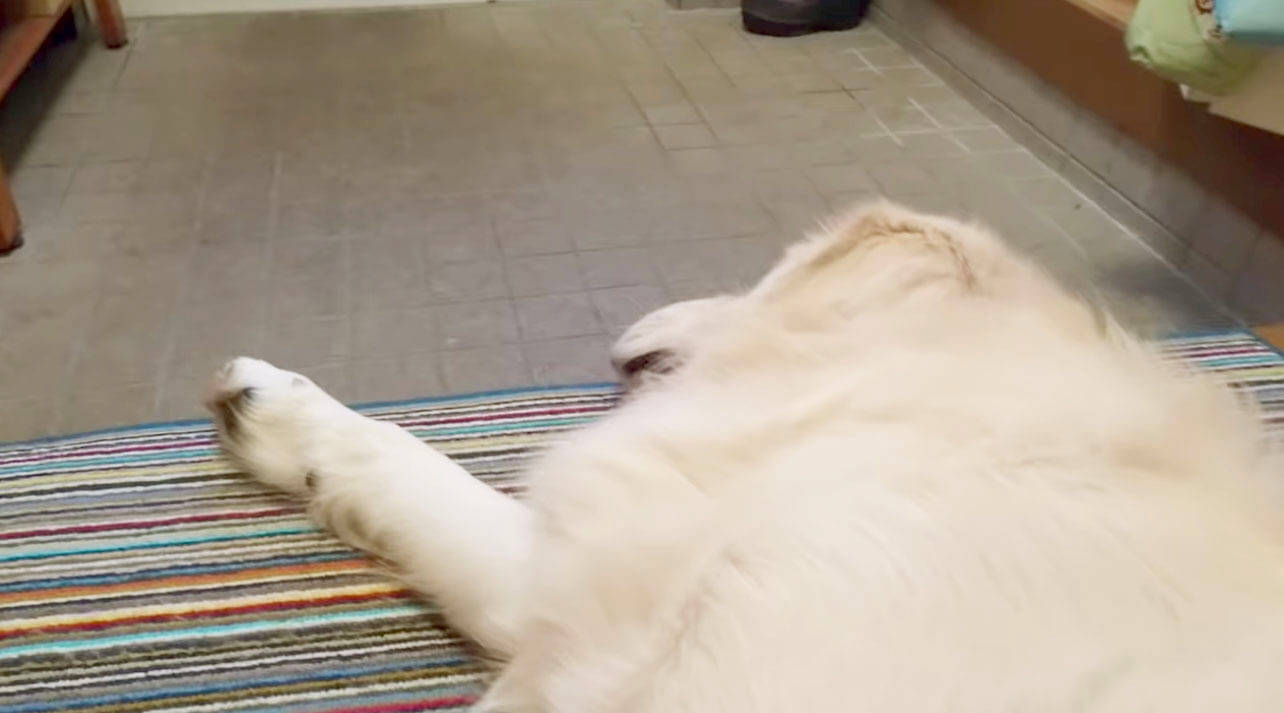 ゴールデンレトリーバー,動画