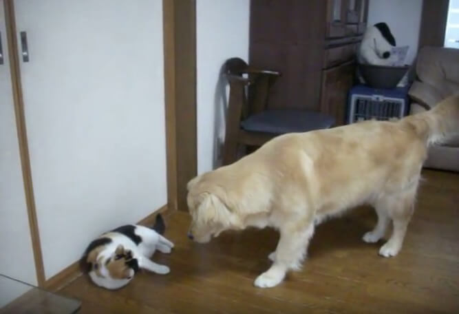 ゴールデンレトリーバー,動画