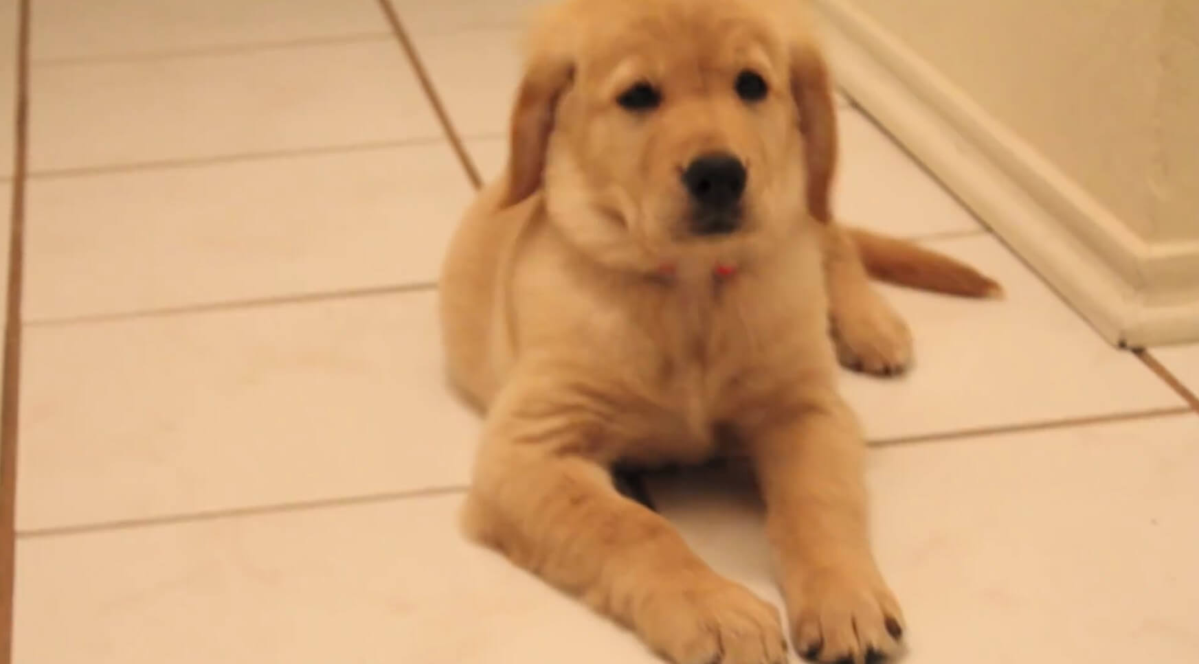 ゴールデンレトリーバー,動画