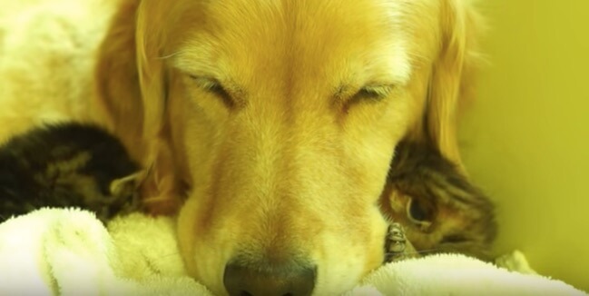 ゴールデンレトリーバー,動画