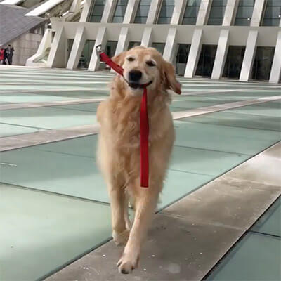 ゴールデンレトリーバー,動画