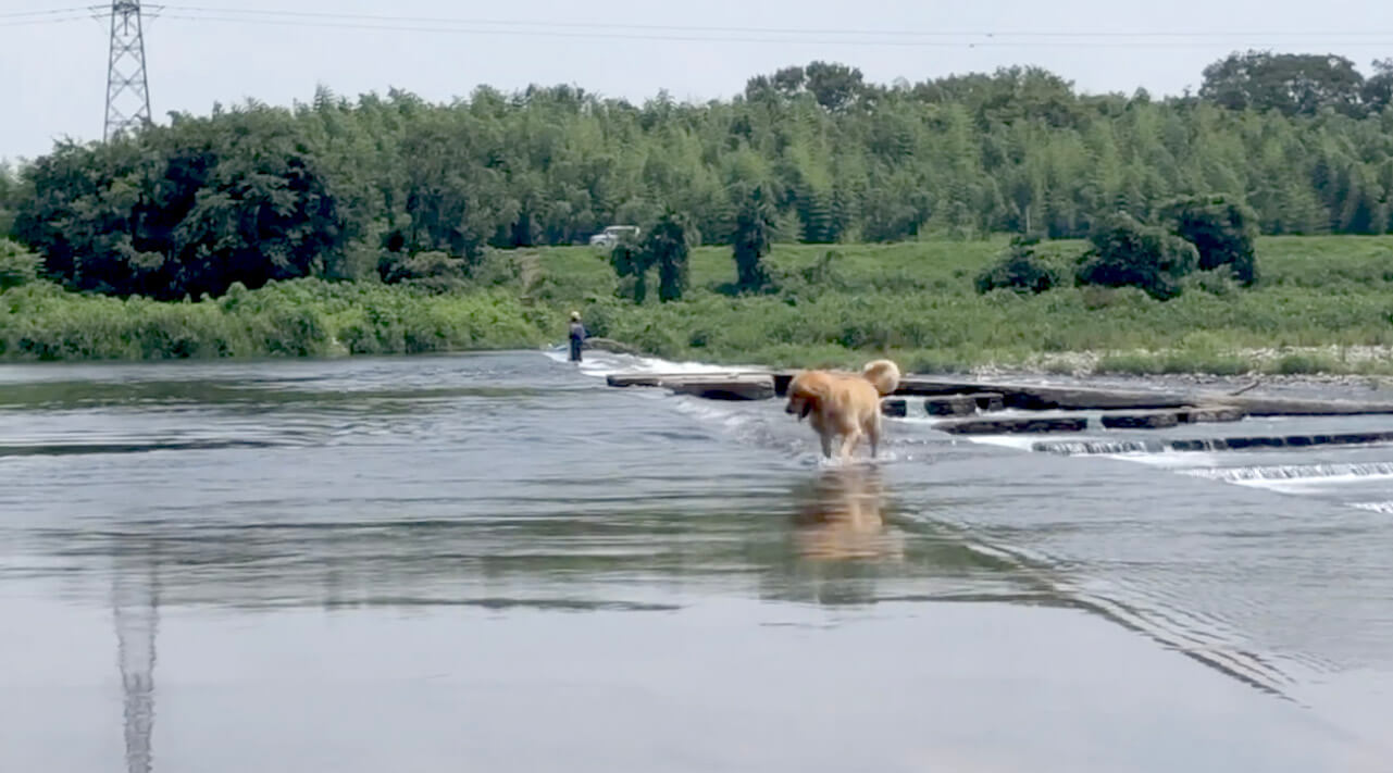 ゴールデンレトリーバー,動画