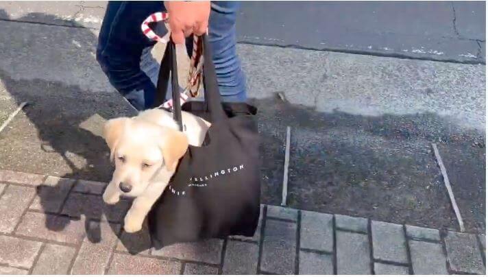 ラブラドールレトリーバー,動画