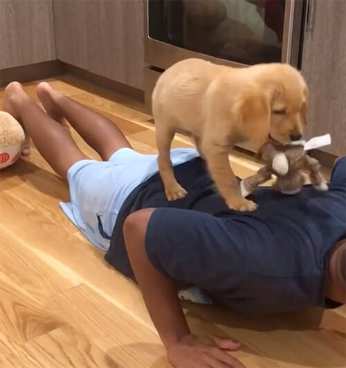 ゴールデンレトリーバー,動画