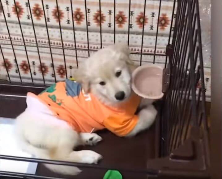 ゴールデンレトリーバー,動画