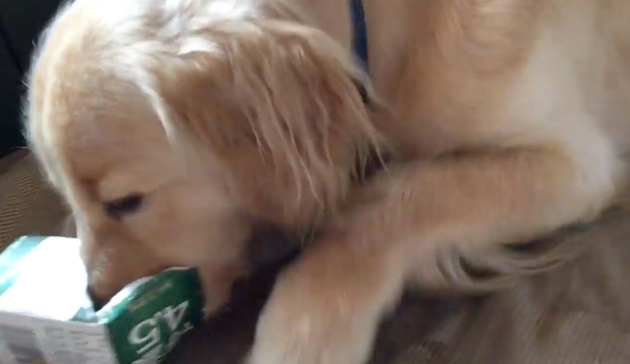 ゴールデンレトリーバー,動画