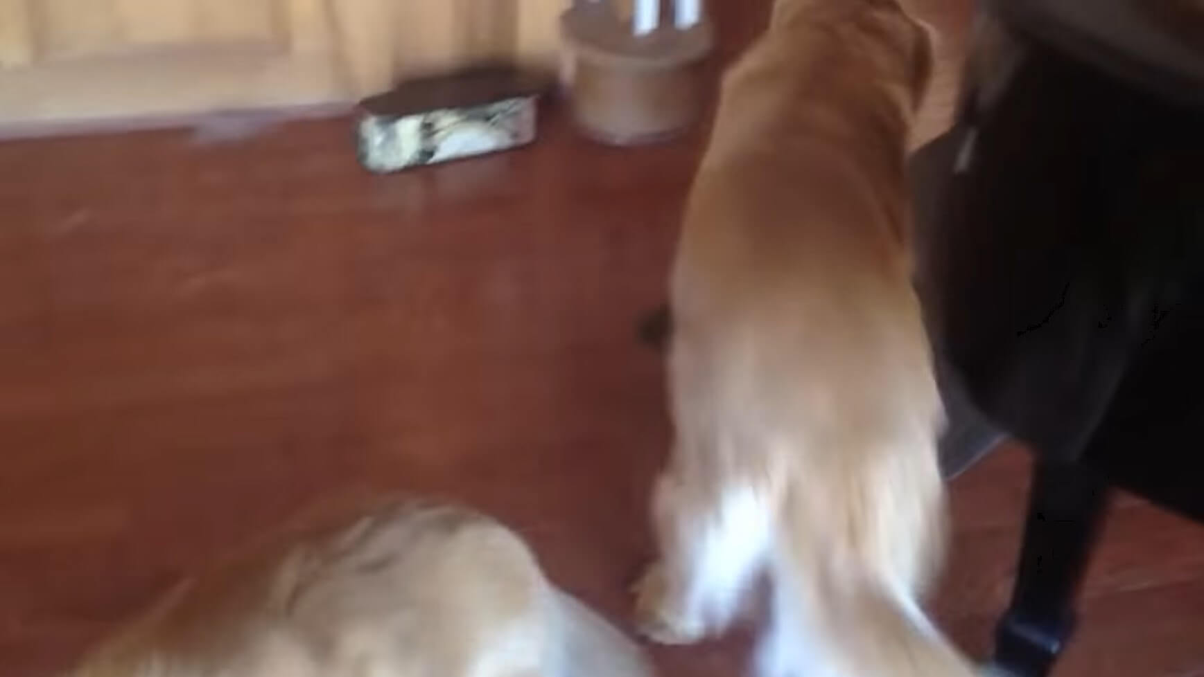 ゴールデンレトリーバー,動画