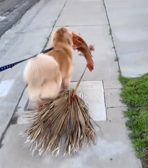 ゴールデンレトリーバー,動画