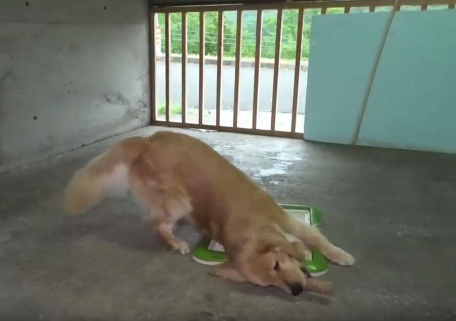 ゴールデンレトリーバー,動画