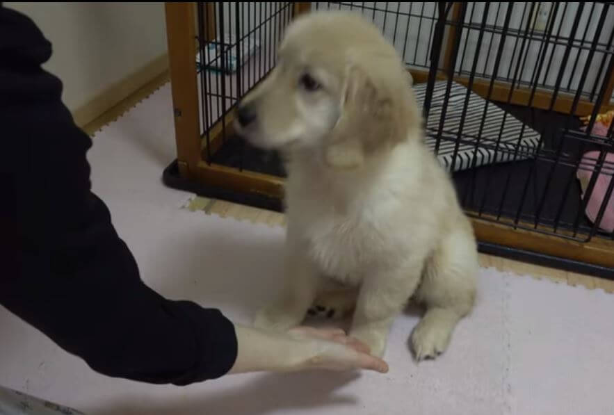 ゴールデンレトリーバー,動画