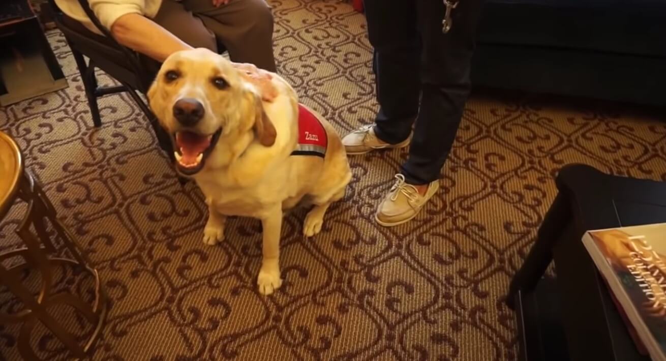 ラブラドールレトリーバー,動画