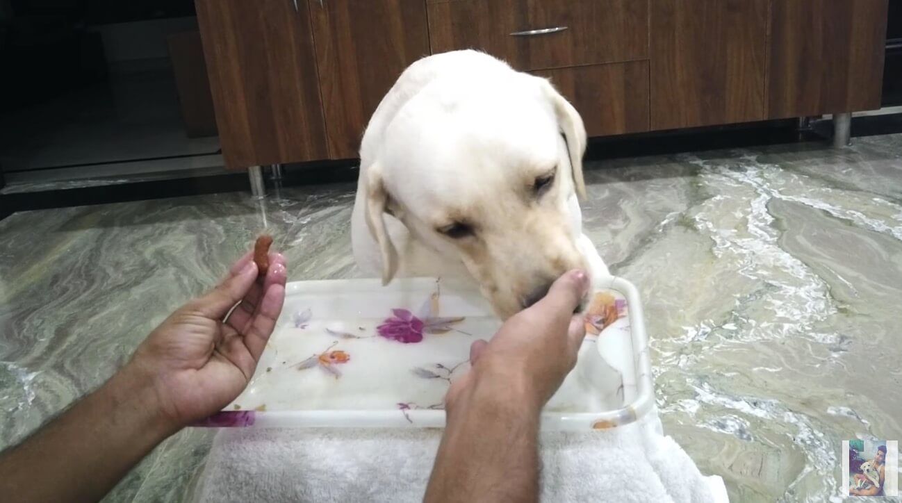 ラブラドールレトリーバー,動画