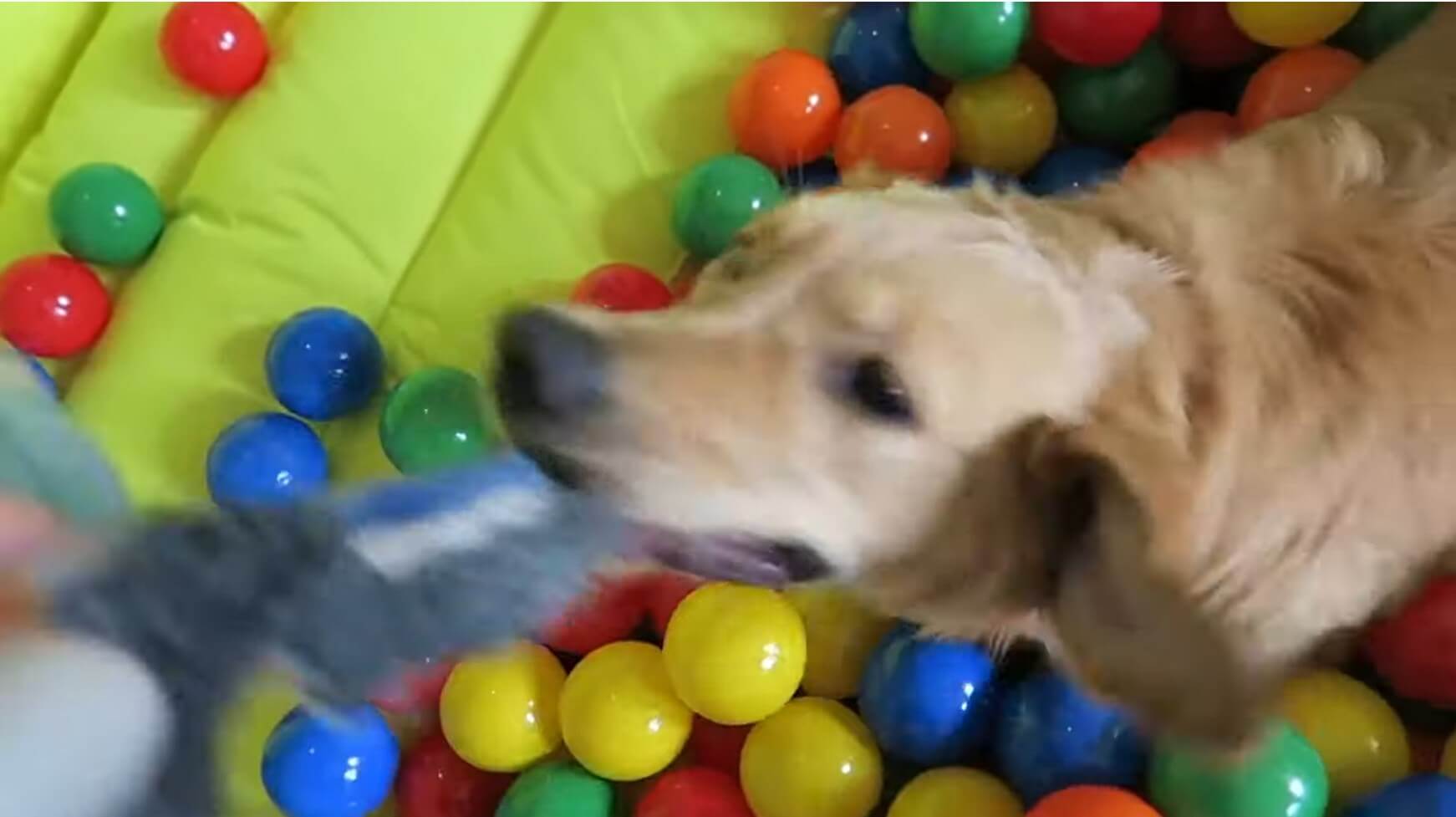 ゴールデンレトリーバー,動画