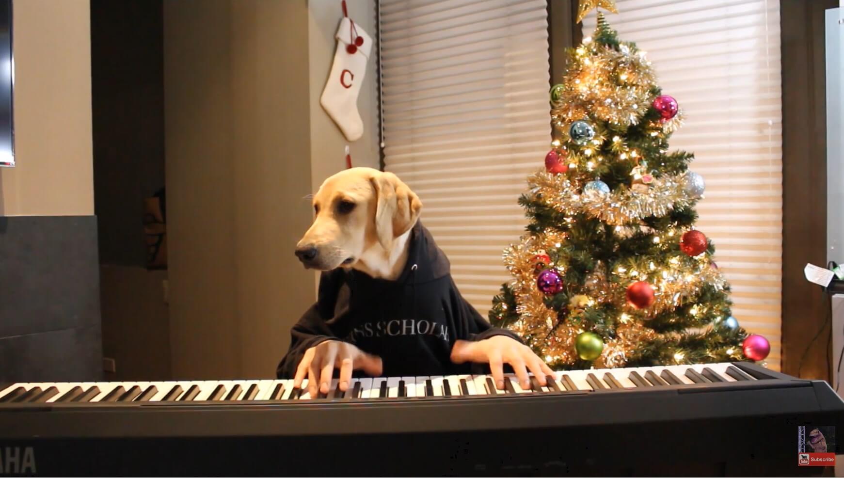 ラブラドールレトリーバー,動画