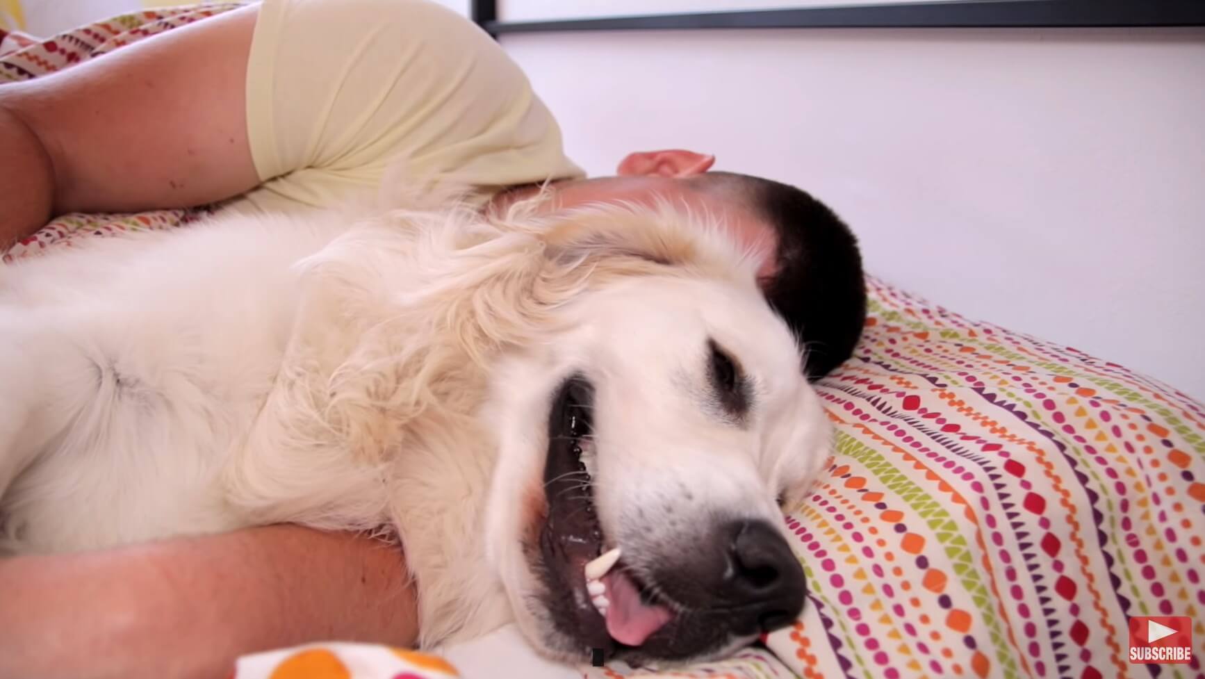 ゴールデンレトリーバー,動画