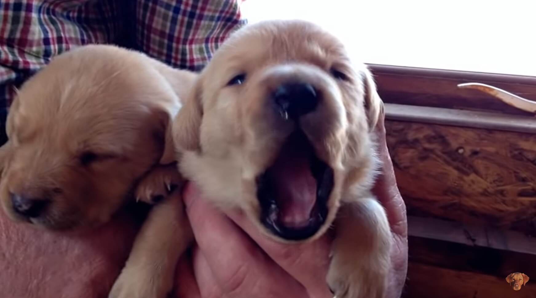 ラブラドールレトリーバー,動画