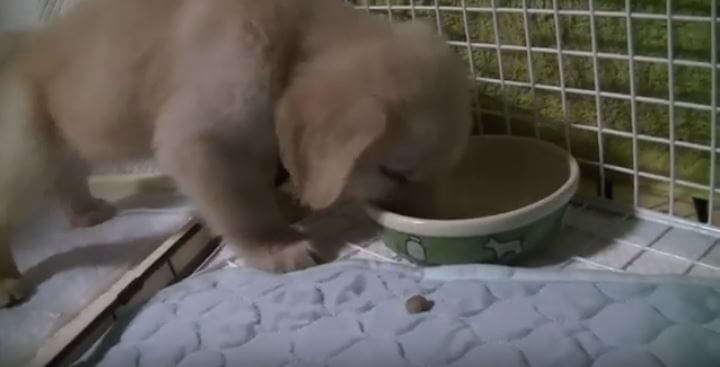 ゴールデンレトリーバー,動画