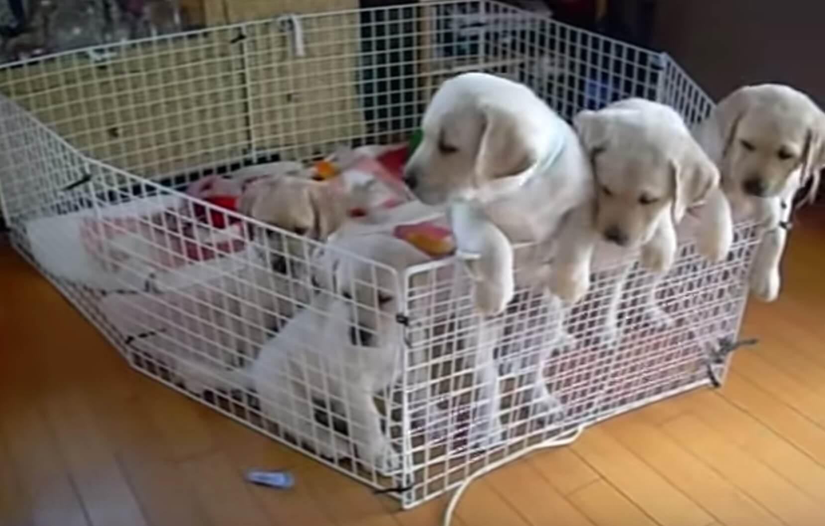 ラブラドールレトリーバー,動画