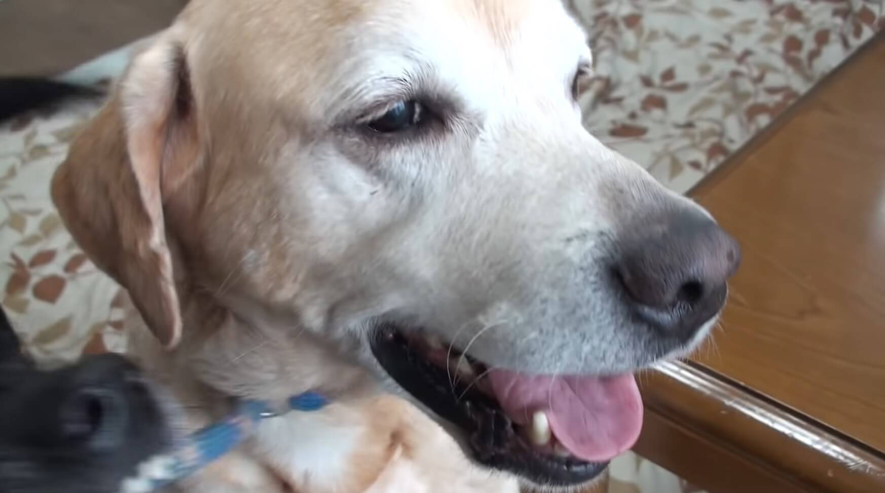 ラブラドールレトリーバー,動画