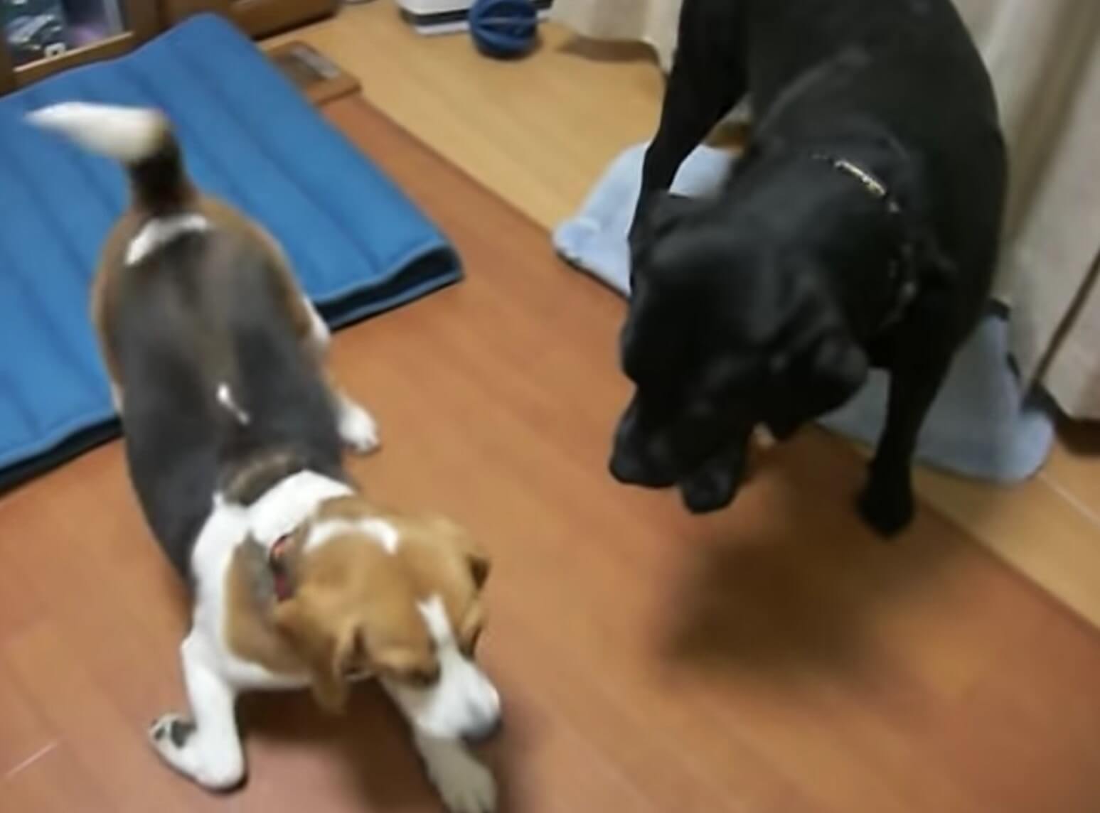 ラブラドールレトリーバー,動画