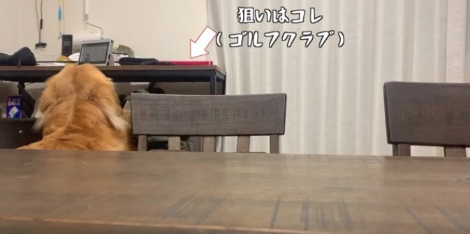 ゴールデンレトリーバー,動画