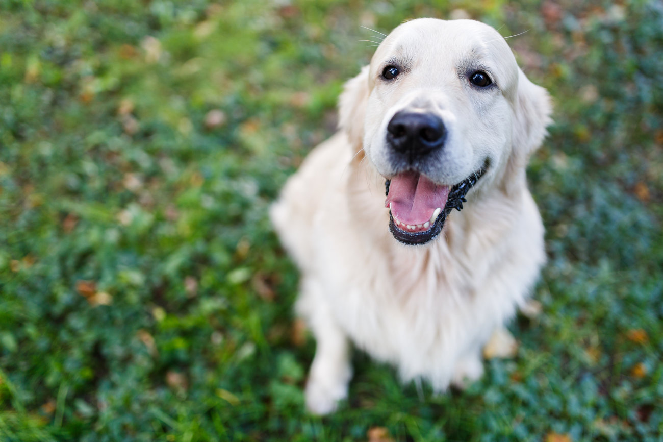 レトリーバーの行動