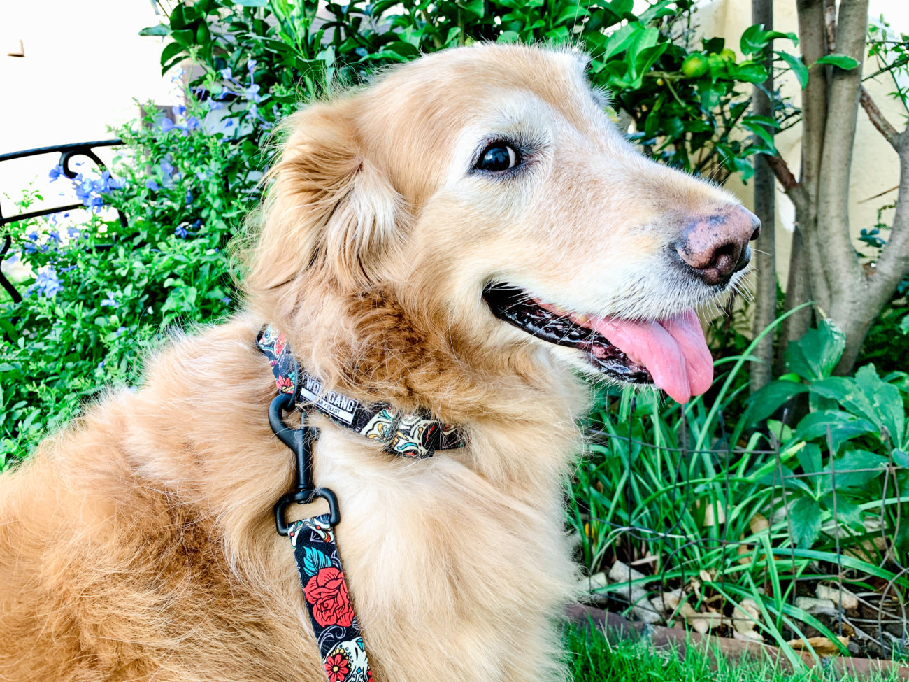 レトリーバー,ウルフギャング