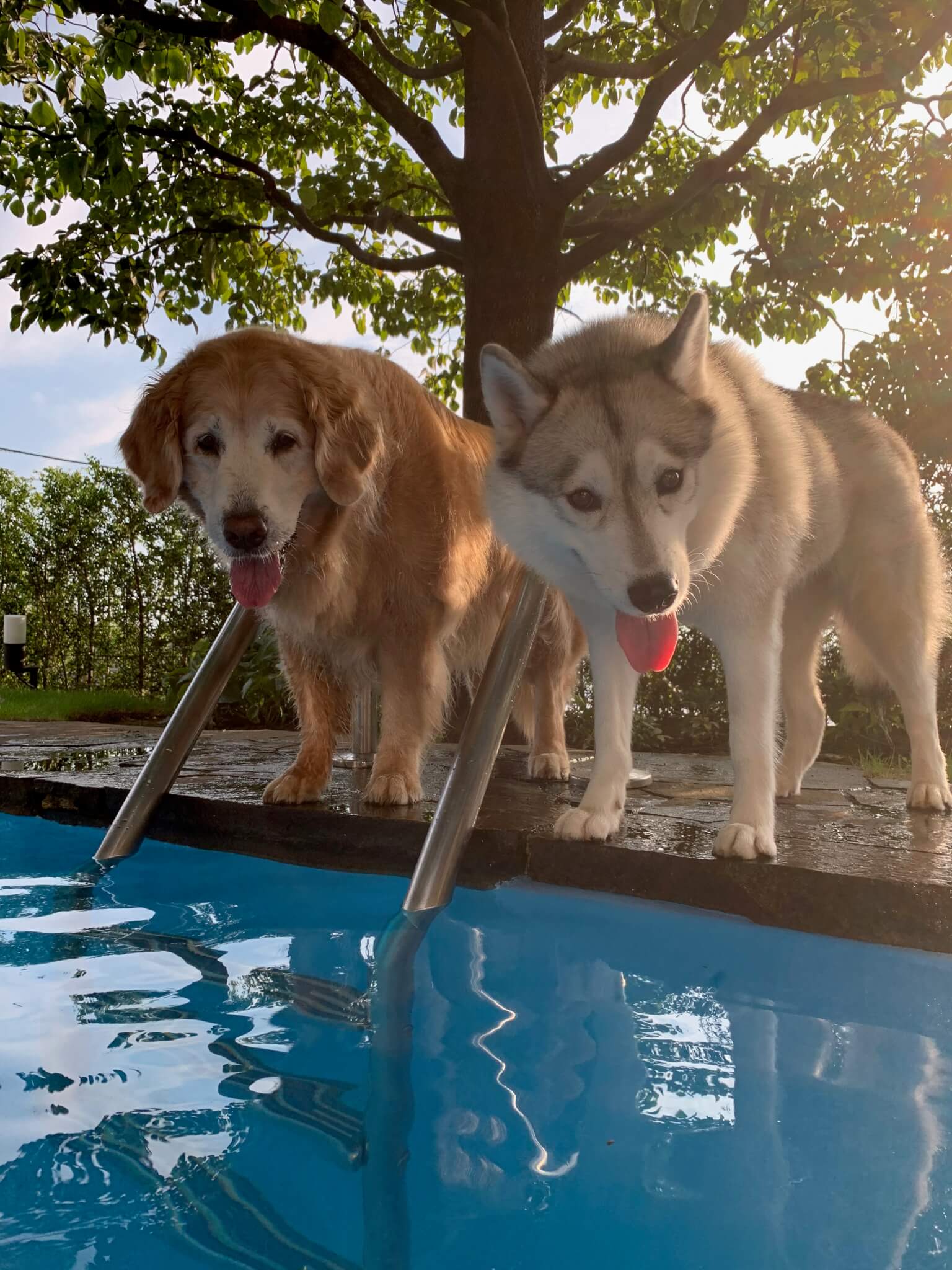 レトリーバー,ごはん