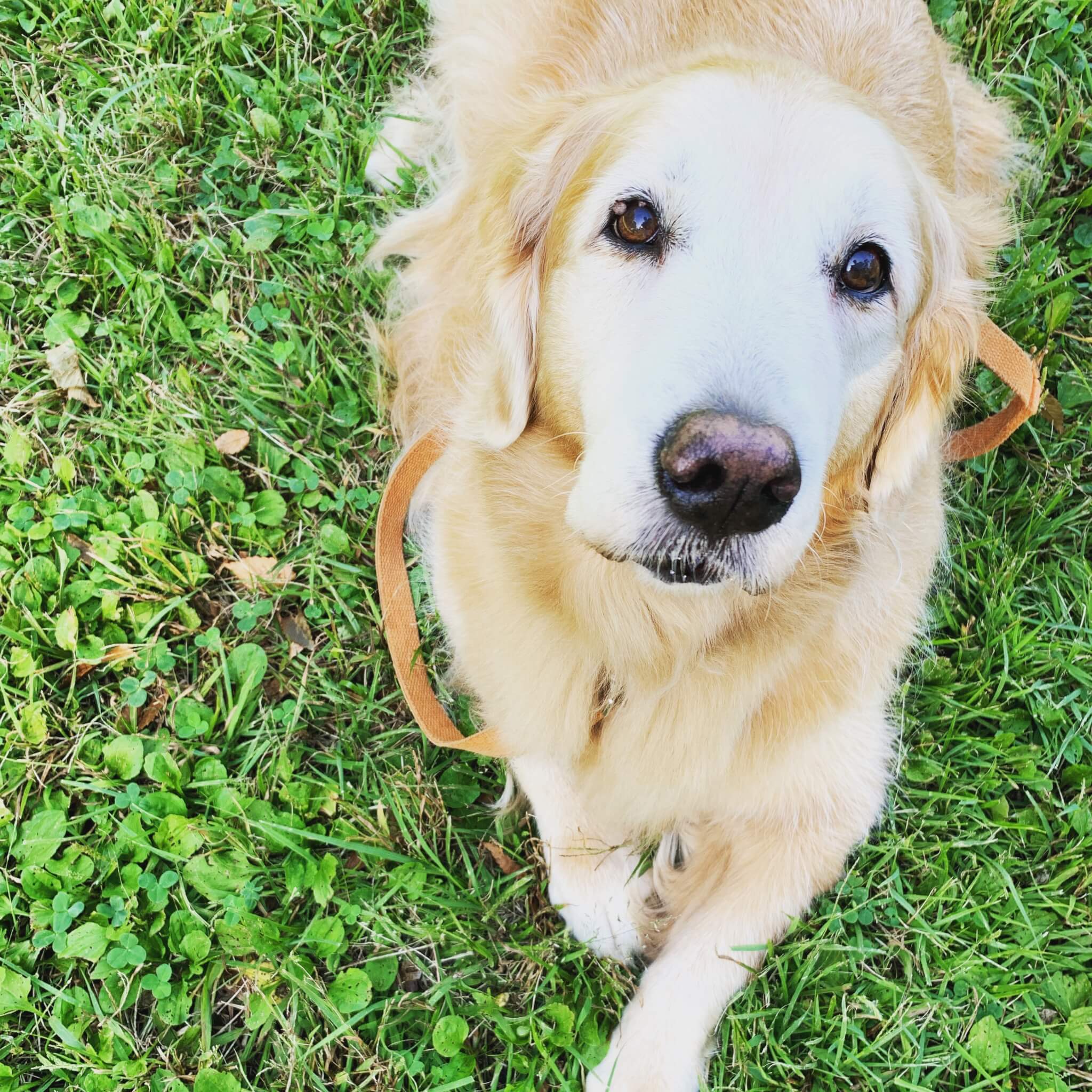 レトリーバー,ごはん