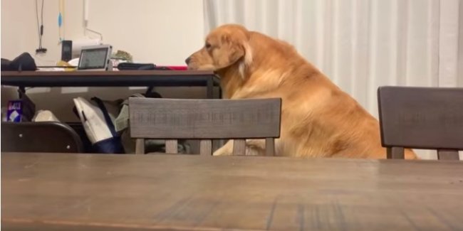 ゴールデンレトリーバー,動画