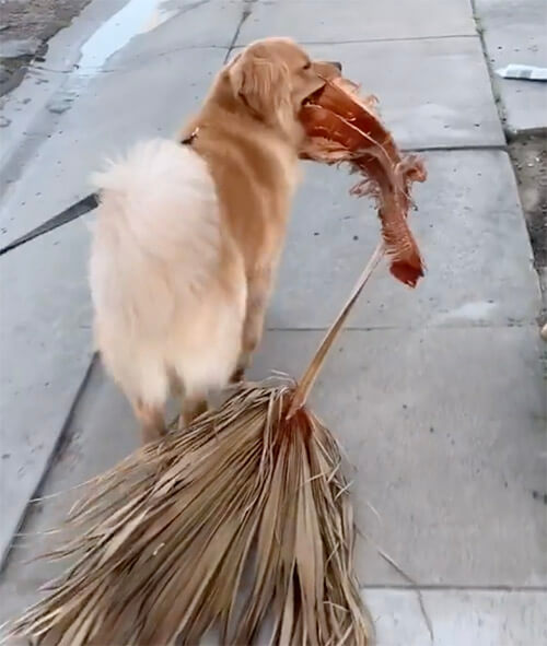 ゴールデンレトリーバー,動画