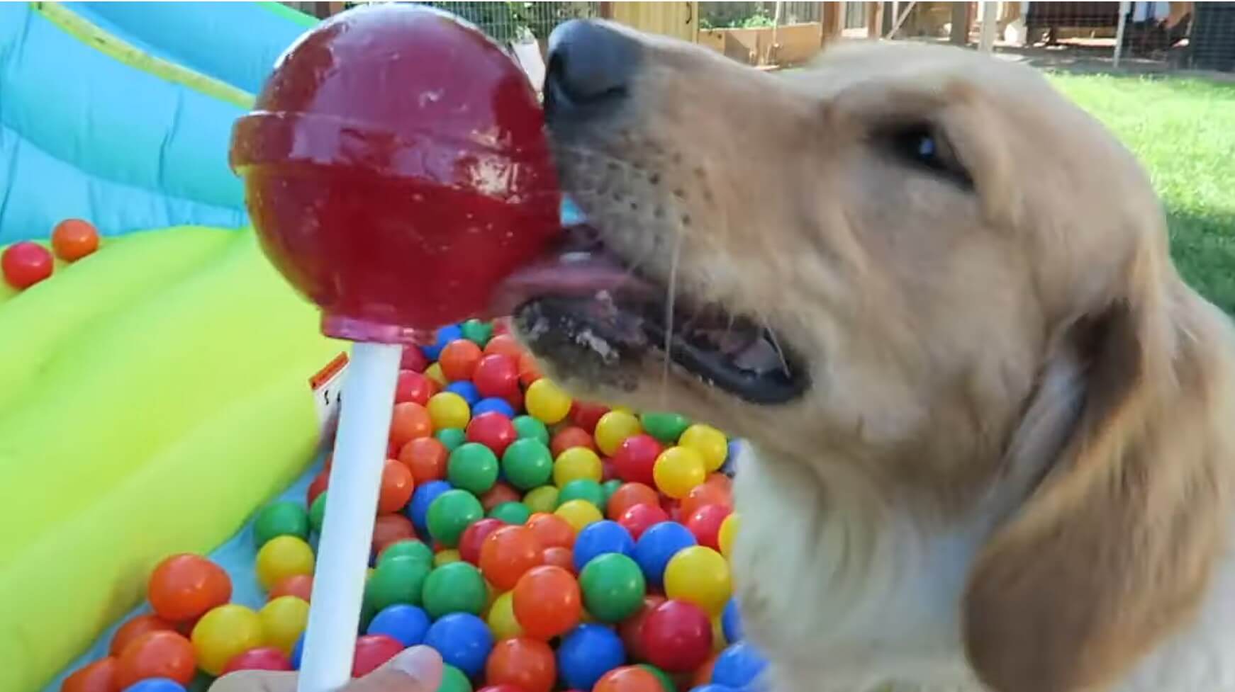 ゴールデンレトリーバー,動画