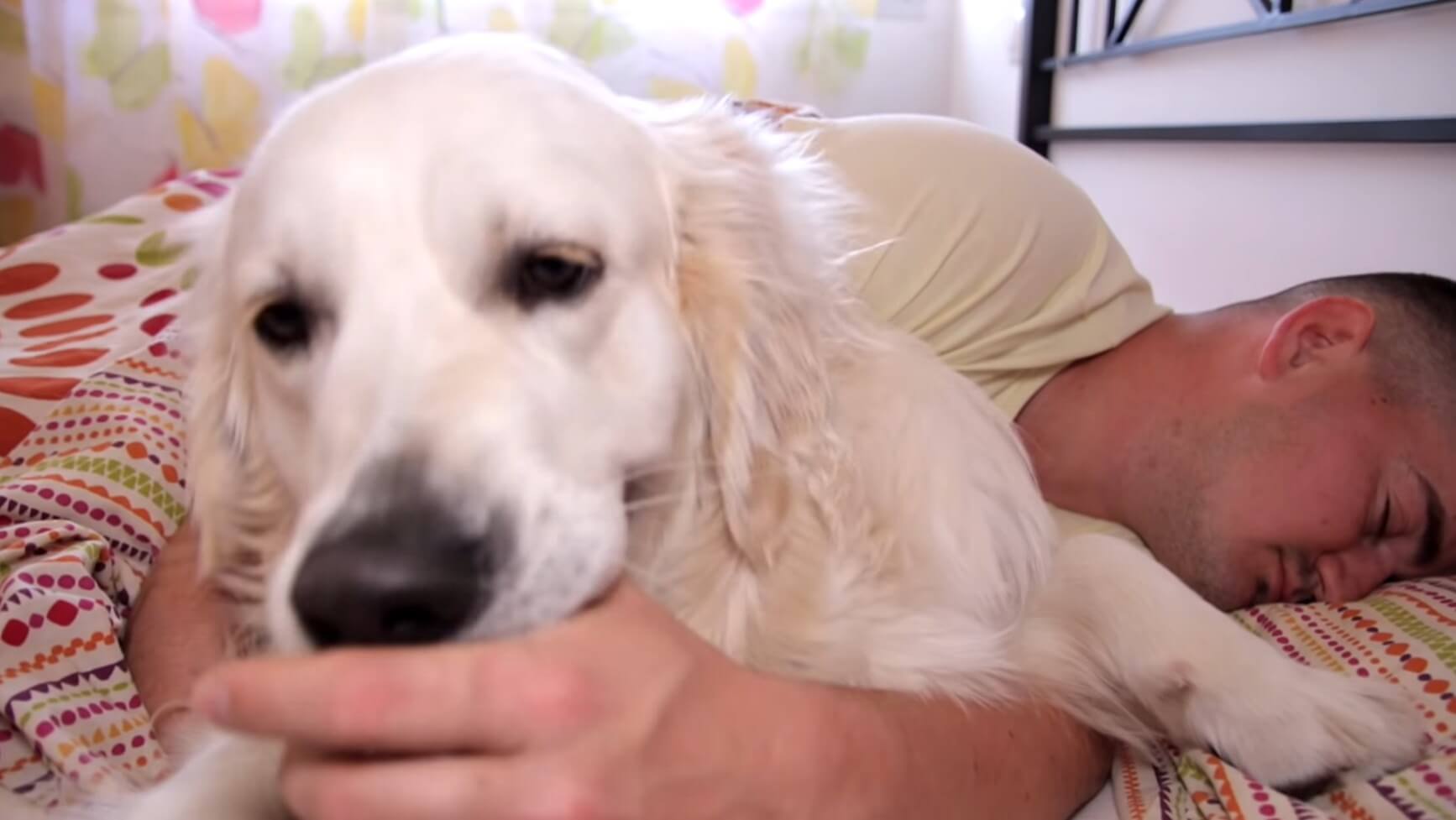 ゴールデンレトリーバー,動画