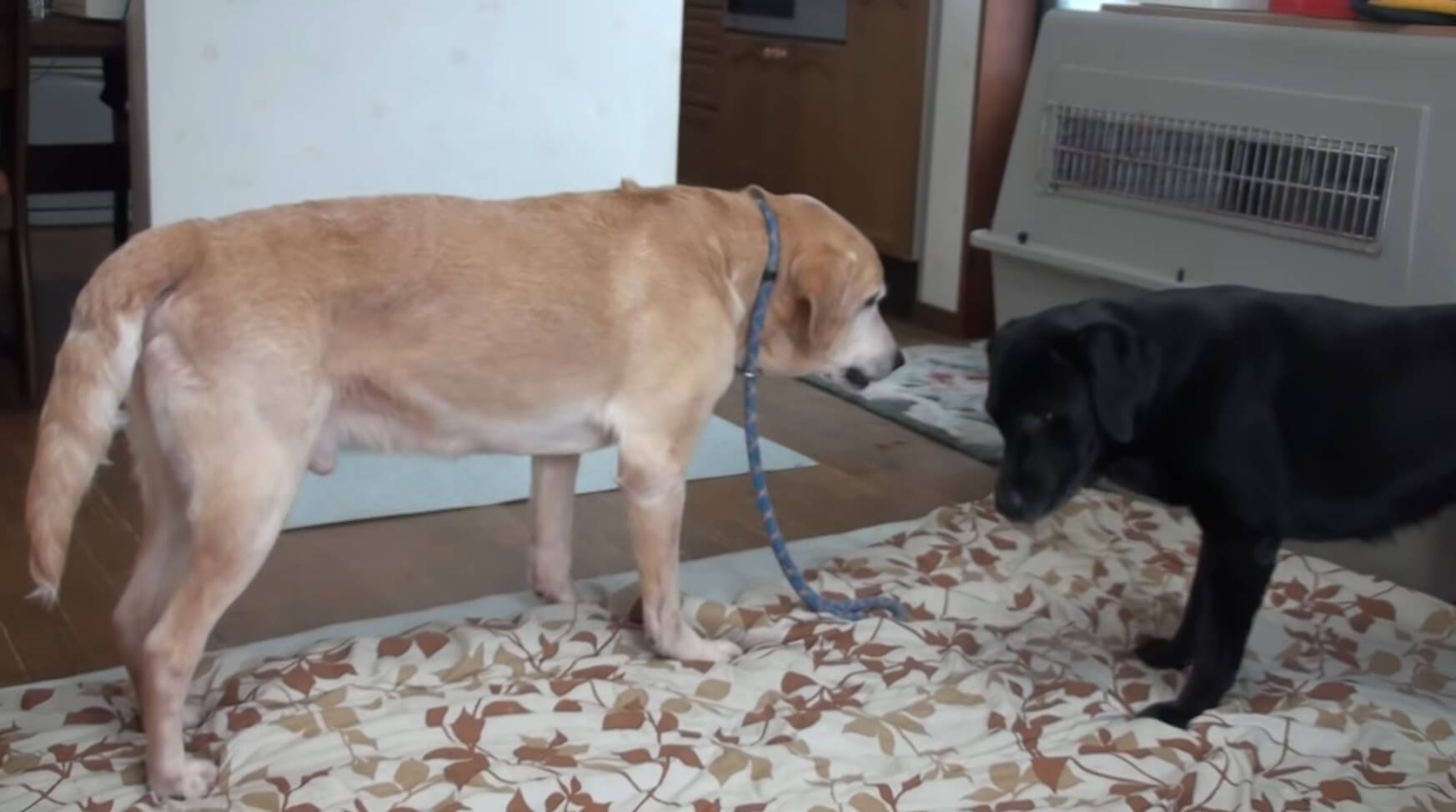 ラブラドールレトリーバー,動画