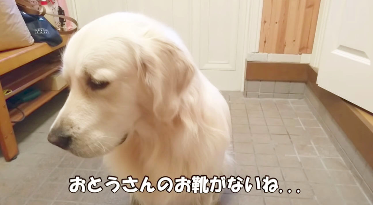 ゴールデンレトリーバー,動画