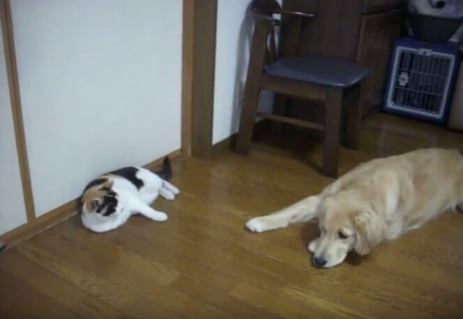 ゴールデンレトリーバー,動画