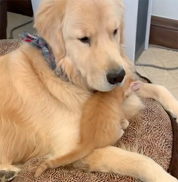 ゴールデンレトリーバー,動画