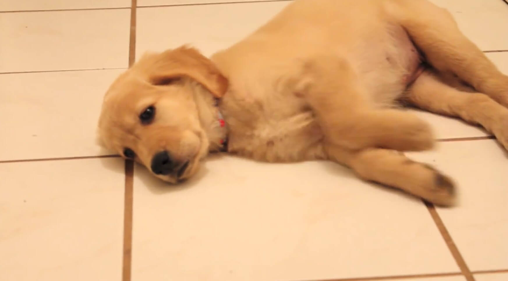 ゴールデンレトリーバー,動画