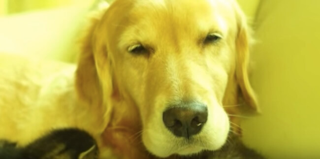 ゴールデンレトリーバー,動画