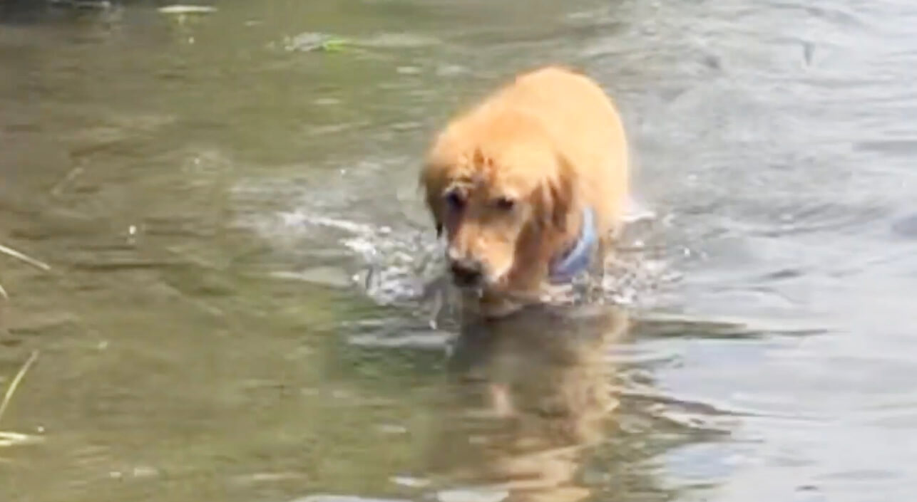 ゴールデンレトリーバー,動画