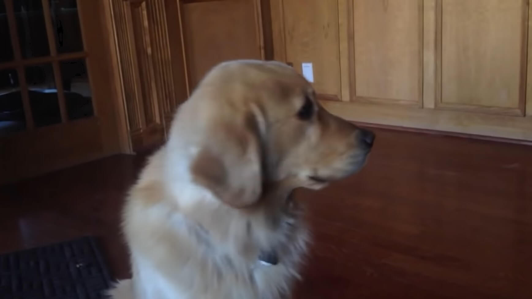 ゴールデンレトリーバー,動画