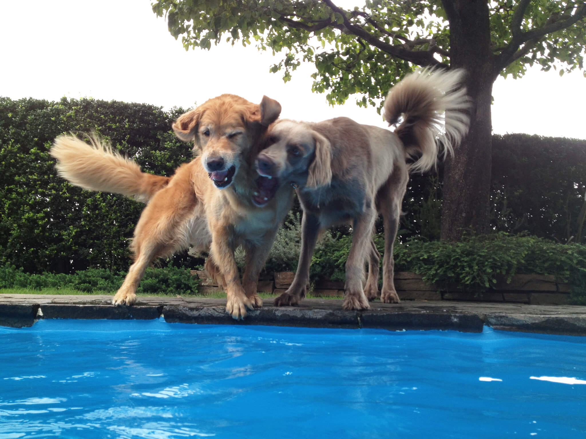 レトリーバー,ごはん